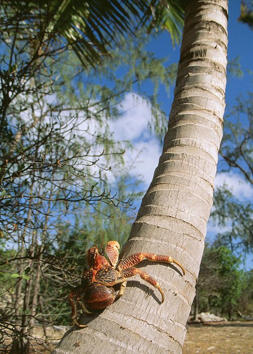 Giant Robber Crab Greeting Card featuring the photograph Giant Robber Or Coconut Crab #2 by M. Watson