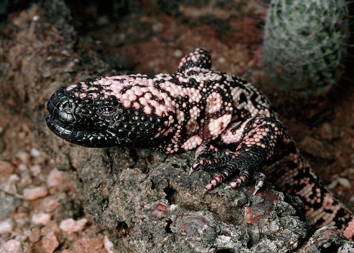 Gila Monster Greeting Card featuring the photograph Gila Monster #2 by Keith Kent/science Photo Library