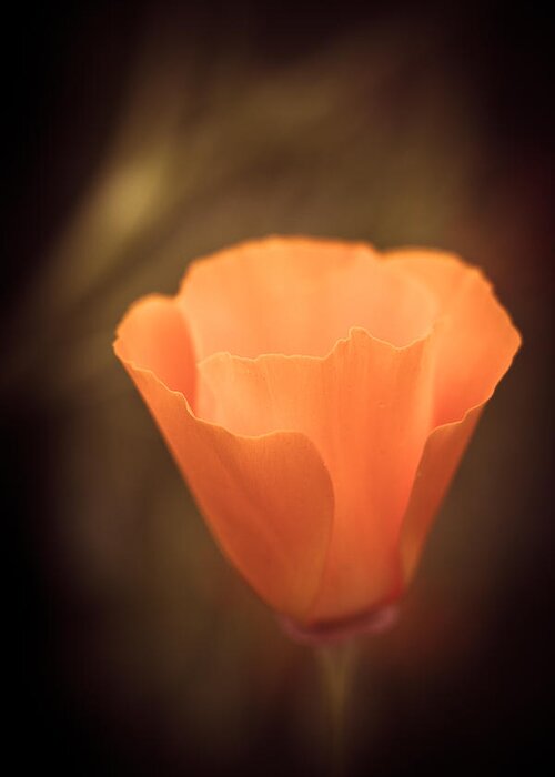 Flower Greeting Card featuring the photograph Glowing #2 by Shane Holsclaw