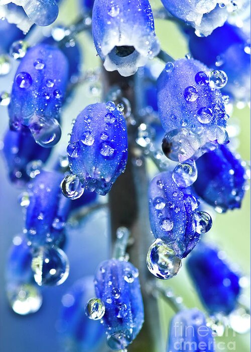 Blue Greeting Card featuring the photograph Grape hyacinth muscari after the shower #2 by Heiko Koehrer-Wagner