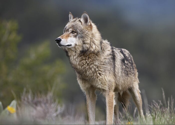 Feb0514 Greeting Card featuring the photograph Gray Wolf North America #2 by Tim Fitzharris