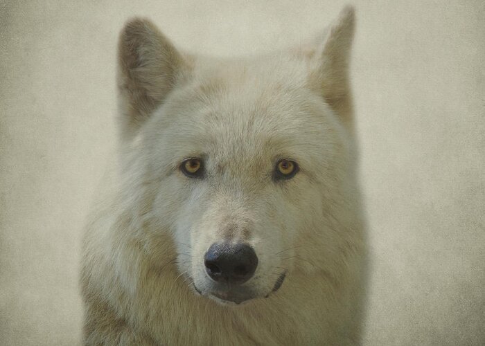 Gray Wolf Greeting Card featuring the photograph Gray Wolf #2 by Sandy Keeton