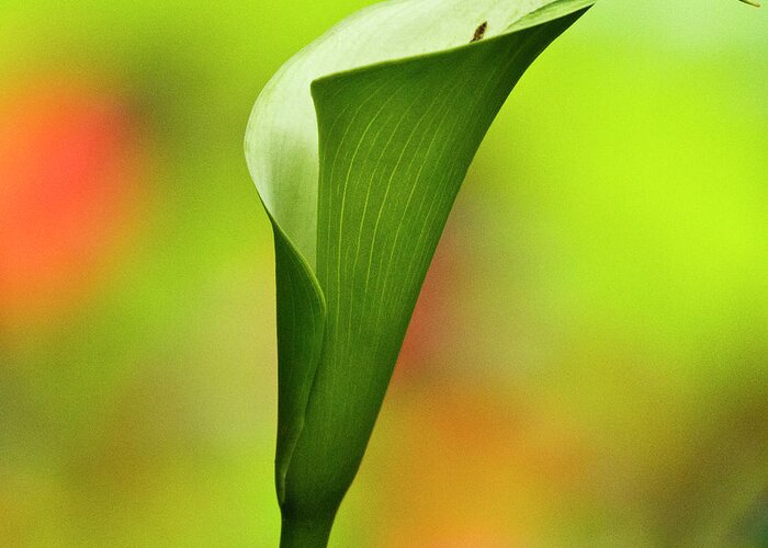 Calla Greeting Card featuring the photograph Green Calla Lily by Heiko Koehrer-Wagner