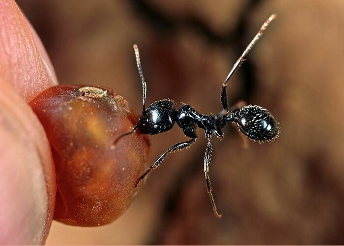 Adult Greeting Card featuring the photograph Harvester Ant #2 by Frank Fox