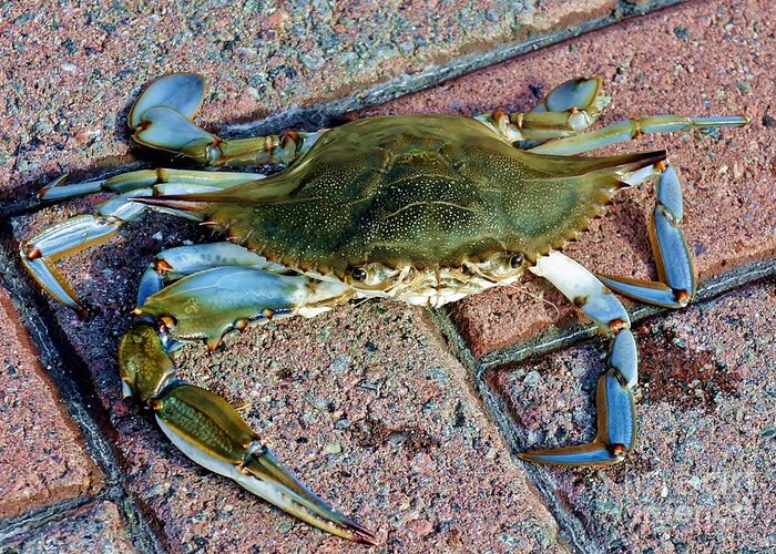 Crab Greeting Card featuring the photograph Hudson River Crab #2 by Lilliana Mendez