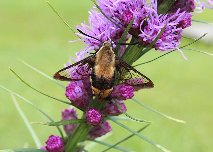 Moth Greeting Card featuring the photograph Hummingbird Clearwing Moth #3 by Lucinda VanVleck