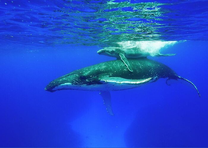 Humpback Whale Greeting Card featuring the photograph Humpback Whale Mother And Calf #2 by Christopher Swann/science Photo Library