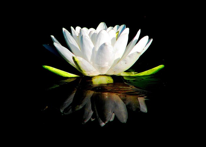Water Lilies Greeting Card featuring the photograph In Dreams by Angela Davies