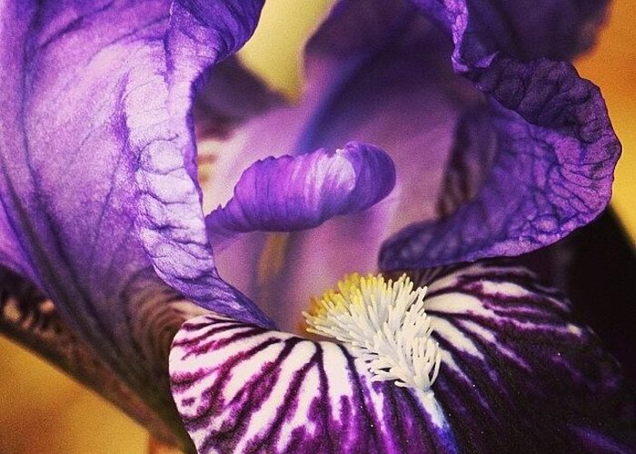 Nature Greeting Card featuring the photograph Iris Blu #2 by Luisa Azzolini