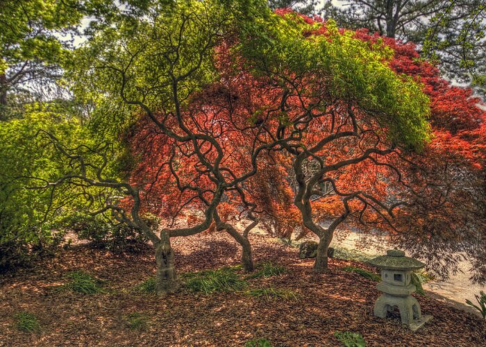 Japanese Maple Tree Greeting Card featuring the photograph Japanese Maple Tree #2 by Jerry Gammon