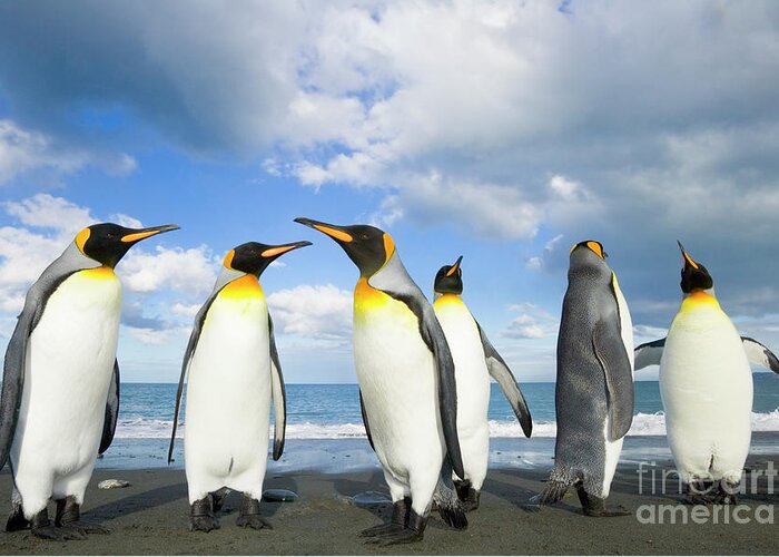 00345362 Greeting Card featuring the photograph King Penguins in Gold Harbour by Yva Momatiuk John Eastcott