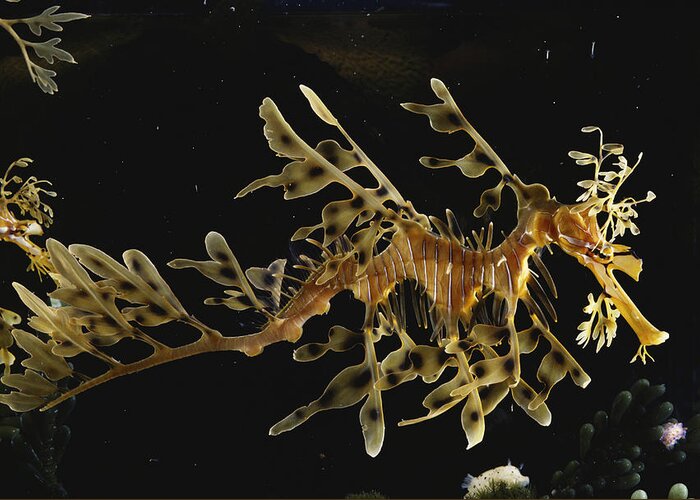 Actinopterygii Greeting Card featuring the photograph Leafy Sea Dragon by Paul Zahl
