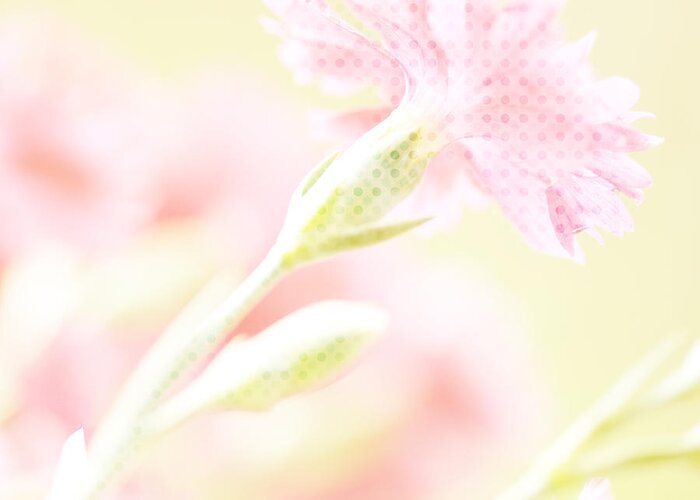 Dianthus Greeting Card featuring the photograph Like a Daydream #2 by Bonnie Bruno