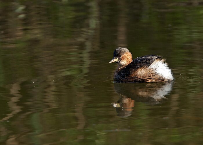 Grebe Greeting Card featuring the photograph Little Grebe #2 by Paul Scoullar