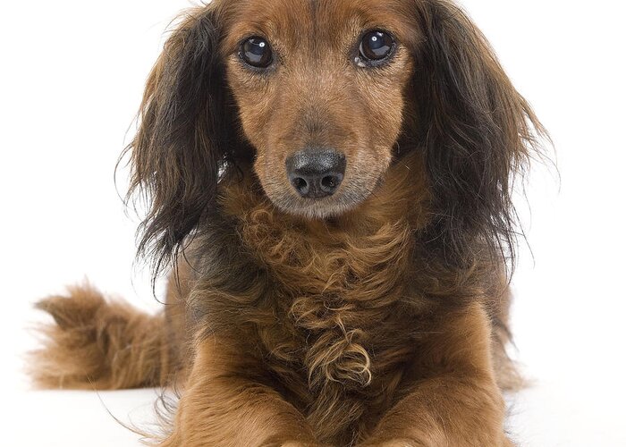 Dachshund Greeting Card featuring the photograph Long-haired Dachshund #3 by Jean-Michel Labat