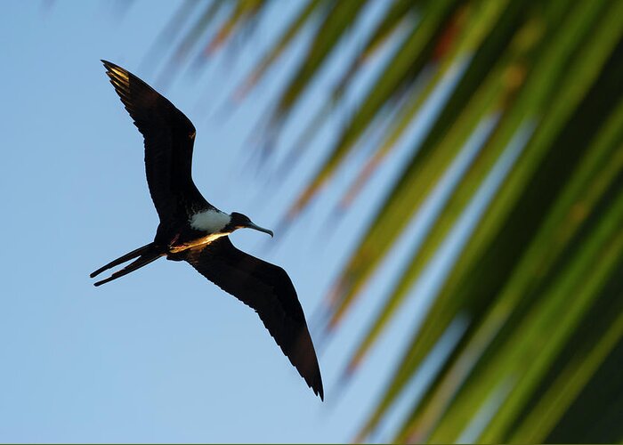Atoll Greeting Card featuring the photograph Magnificent Frigatebird (fregata #2 by Pete Oxford