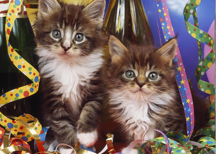 Cat Greeting Card featuring the photograph Maine Coon Kittens #2 by John Daniels