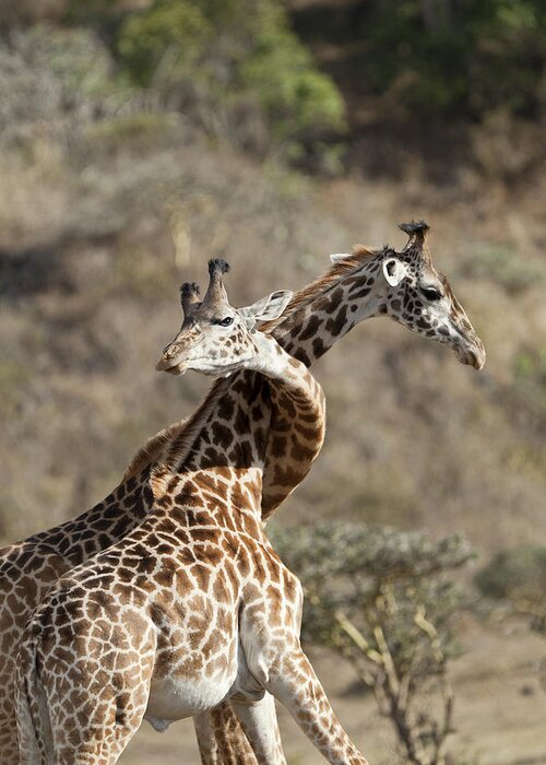 Feb0514 Greeting Card featuring the photograph Masai Giraffe Males Fighting Tanzania #2 by Konrad Wothe
