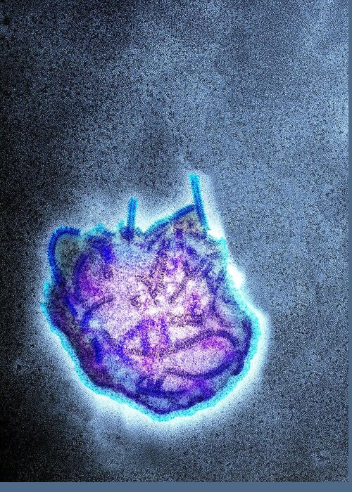 Morbillivirus Greeting Card featuring the photograph Measles virus particle, TEM #2 by Science Photo Library