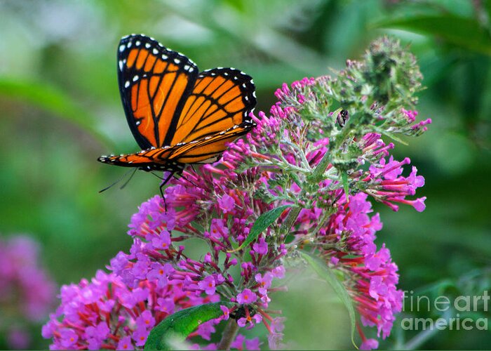 Butterfly Greeting Card featuring the photograph Monarch Butterfly #2 by Mark Dodd