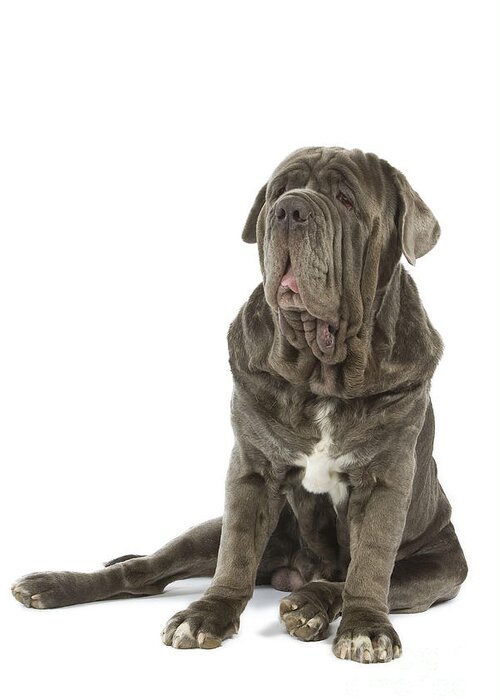 Dog Greeting Card featuring the photograph Neapolitan Mastiff #2 by Jean-Michel Labat