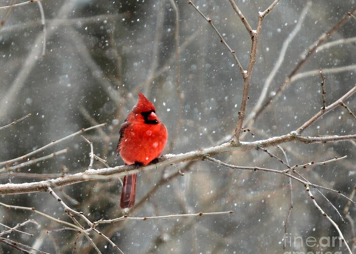 Cardinal Greeting Card featuring the photograph Northern Cardinal #2 by Clare VanderVeen
