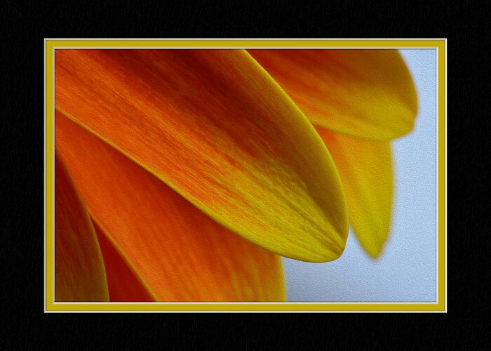 Orange Greeting Card featuring the photograph Orange/Yellow Gerbera Close-Up #1 by Charles Feagans