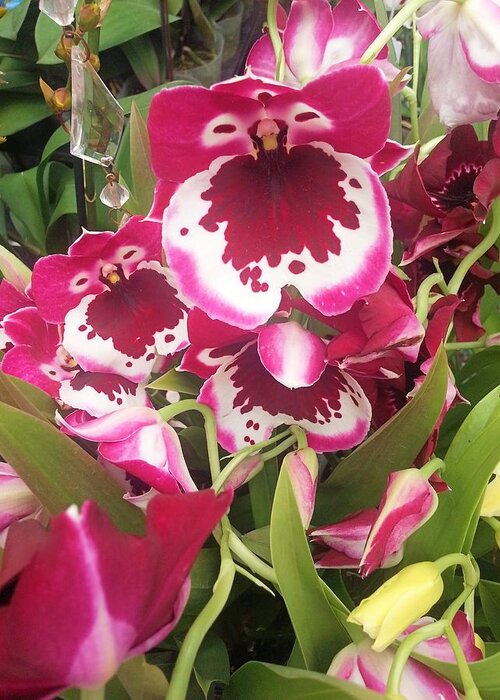 Orchid Greeting Card featuring the photograph Orchids #2 by Jane Girardot