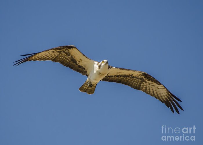 Osprey In Flight Greeting Card featuring the photograph Osprey in Flight Spreading his Wings by Dale Powell
