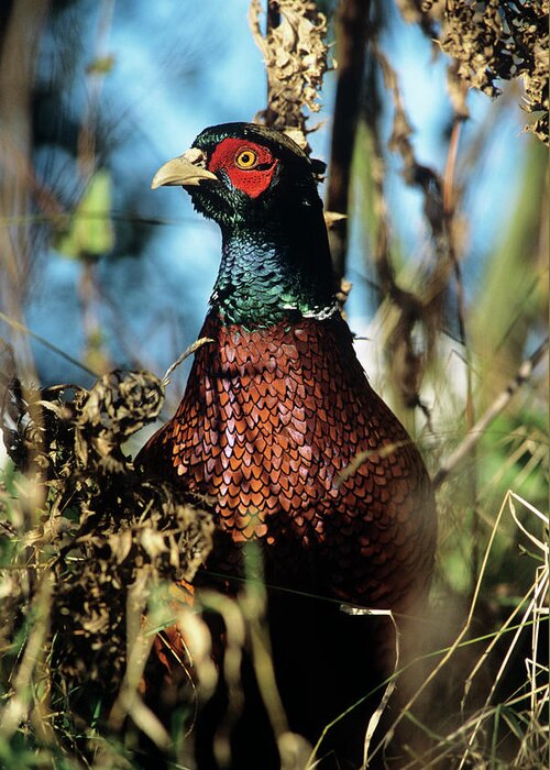 Pheasant Greeting Card featuring the photograph Pheasant #2 by Duncan Shaw/science Photo Library