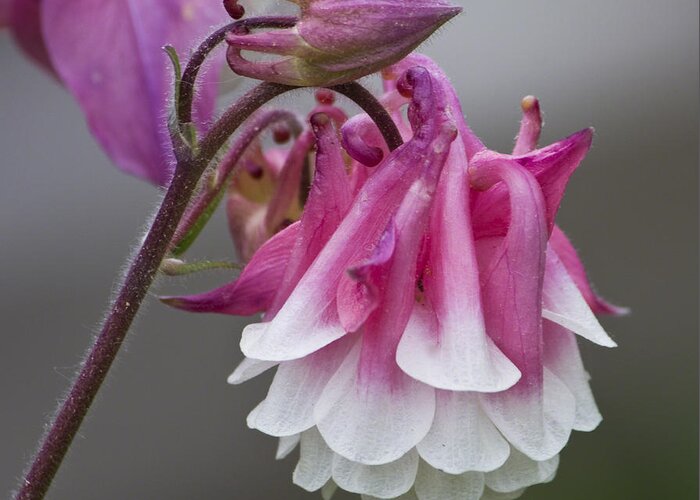 Nature Greeting Card featuring the photograph Pink Columbine #2 by Michael Friedman