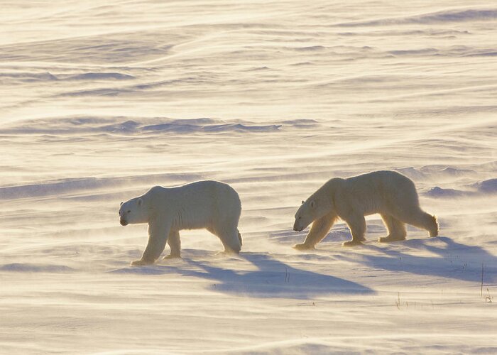 Photography Greeting Card featuring the photograph Polar Bears Ursus Maritimus Walking #2 by Panoramic Images
