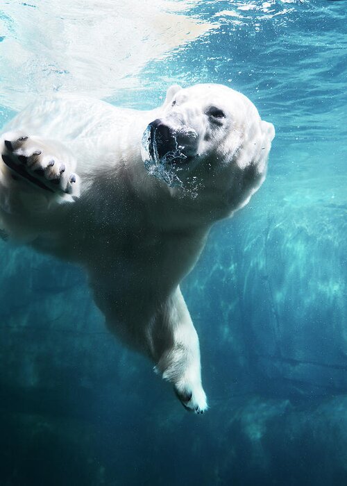 Diving Into Water Greeting Card featuring the photograph Polarbear In Water #2 by Henrik Sorensen
