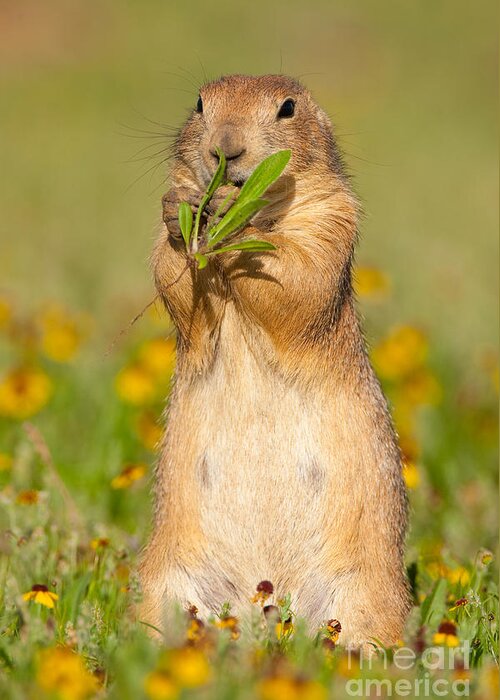 Black-tailed Prairie Dog Greeting Card featuring the photograph Prairie Dog Eats Plants #2 by Marie Read