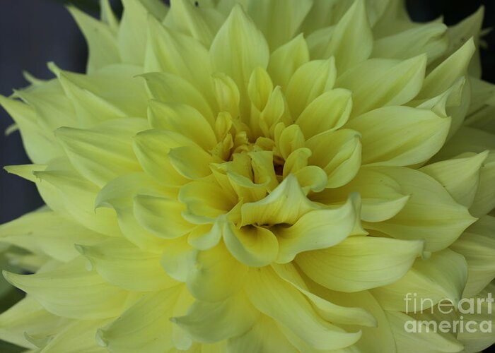 Dahlia Greeting Card featuring the photograph Purity by Christiane Schulze Art And Photography
