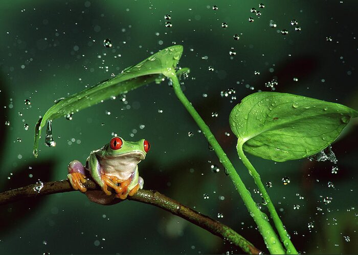 00640065 Greeting Card featuring the photograph Red-eyed Tree Frog in the Rain #1 by Michael Durham