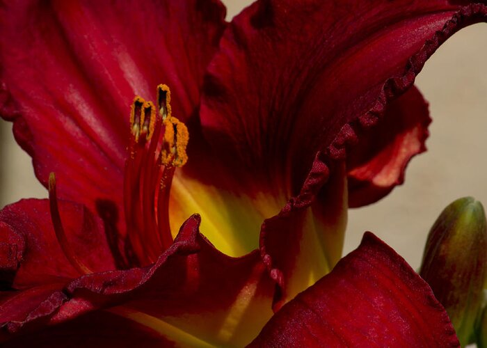 Red Lily Greeting Card featuring the photograph Red Lily by Ivete Basso Photography