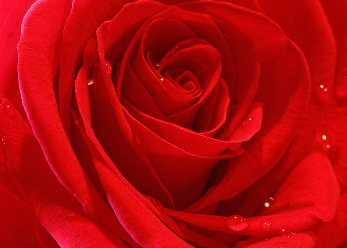 Background Greeting Card featuring the photograph Red Rose #2 by Peter Lakomy