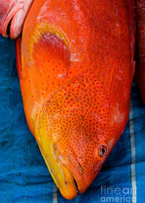 Seychelles Greeting Card featuring the photograph Red Snapper At Market #2 by Tim Holt
