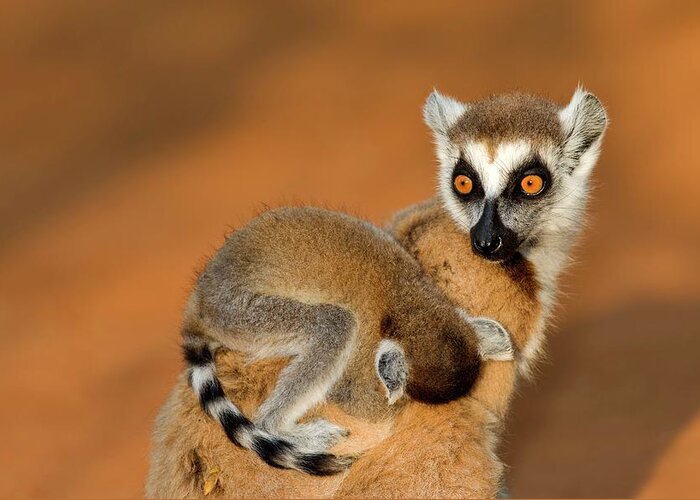 Ring-tailed Lemur Greeting Card featuring the photograph Ring-tailed Lemur Mother And Baby #2 by Tony Camacho/science Photo Library