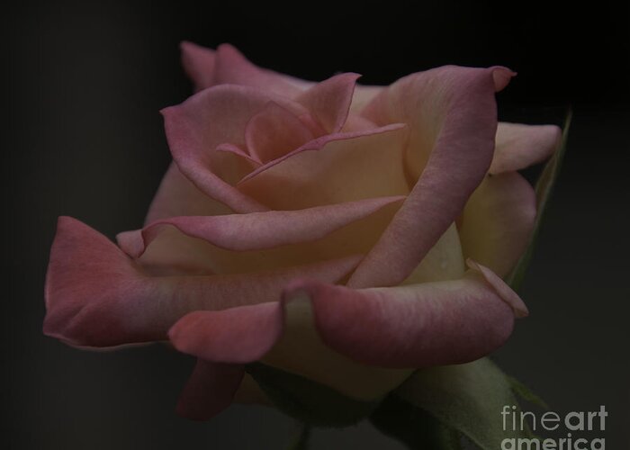 Rose Greeting Card featuring the photograph Rose #2 by Ronald Grogan