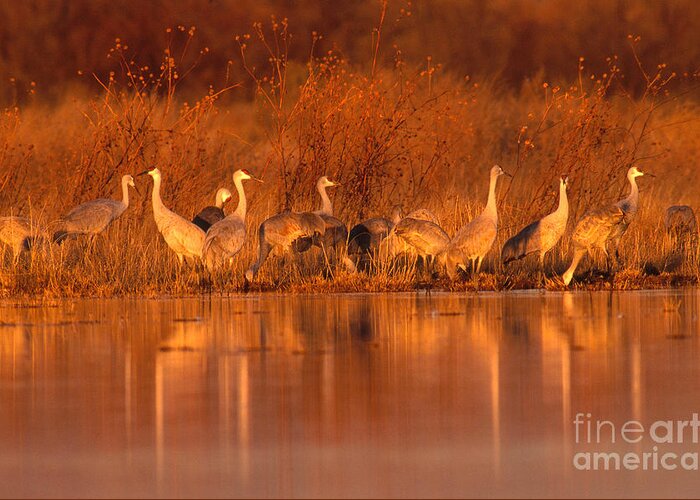 Fauna Greeting Card featuring the photograph Sandhill Crane Grus Canadensis #2 by Art Wolfe