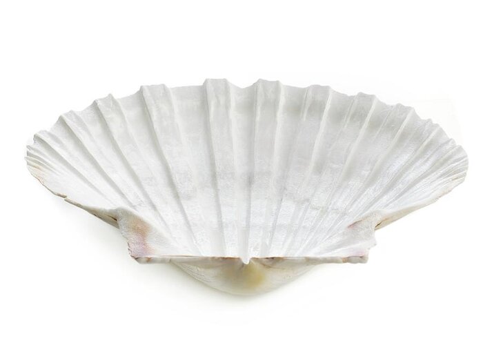 Biology Greeting Card featuring the photograph Scallop Shell #2 by Science Photo Library