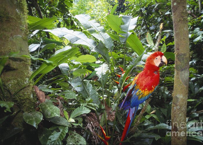 Full Length Greeting Card featuring the photograph Scarlet Macaw by Art Wolfe