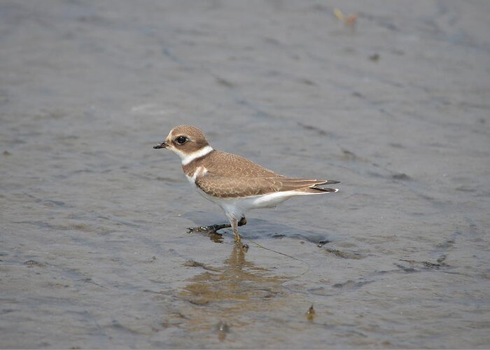 Birds Greeting Card featuring the photograph Semipalmated Plover #2 by James Petersen