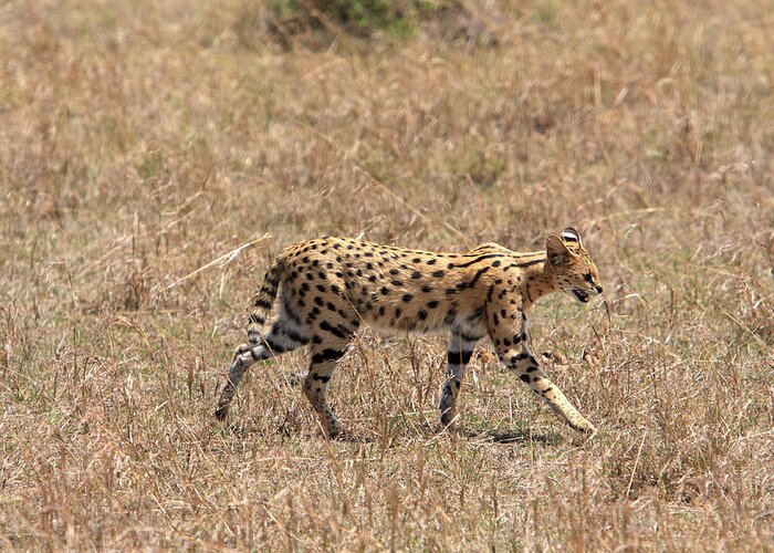 Africa Greeting Card featuring the photograph Serval Cat On the Masai Mara, Kenya by Aidan Moran
