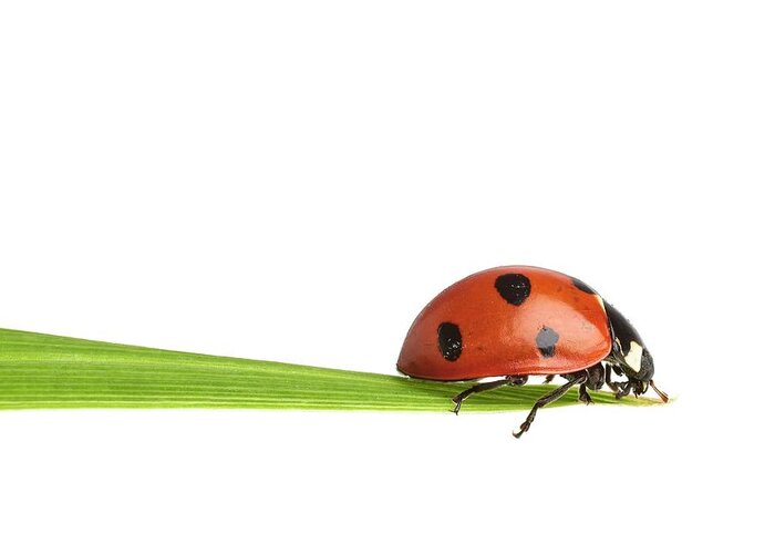 Indoors Greeting Card featuring the photograph Seven-spot Ladybird #2 by Science Photo Library
