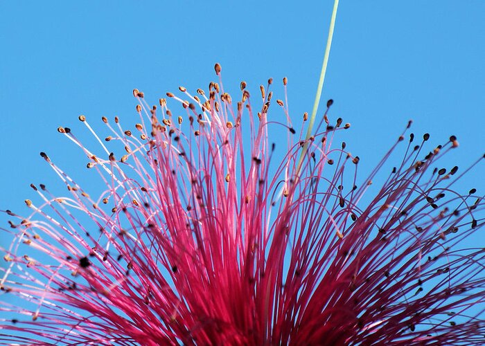 Amapola Greeting Card featuring the photograph Shaving Brush Tree #2 by Javier Correa
