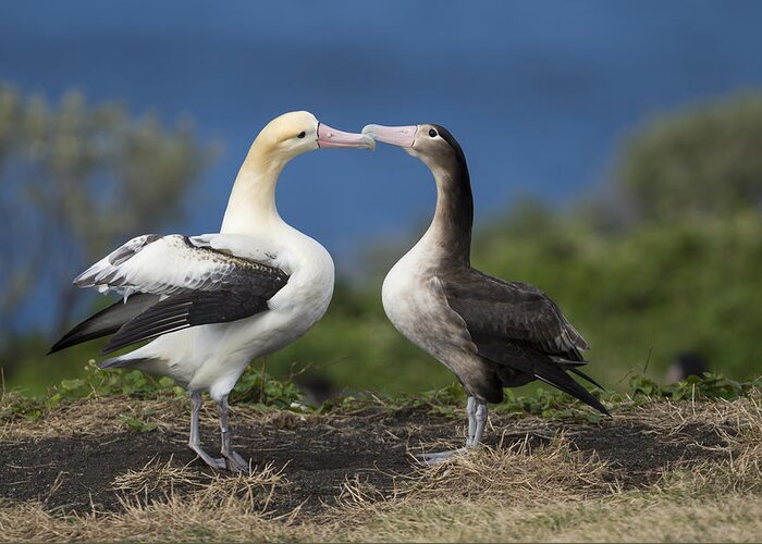 536838 Greeting Card featuring the photograph Short-tailed Albatross Courting #2 by Tui De Roy