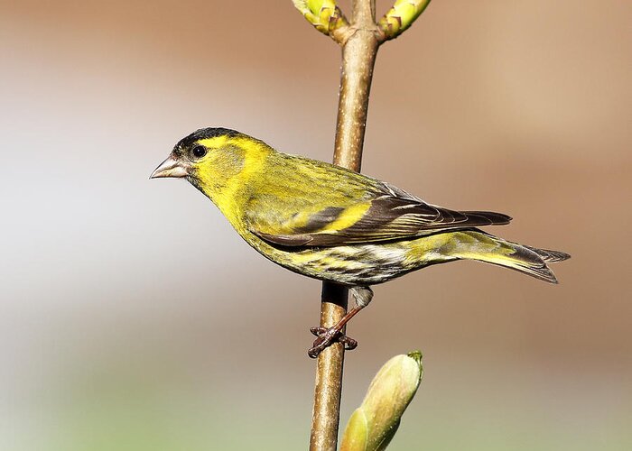  Tree Greeting Card featuring the photograph Siskin #2 by Grant Glendinning